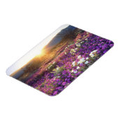 アメリカ、カリフォルニア、アンザ・ボレゴ砂漠州公園。2 マグネット (左側)