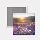 アメリカ、カリフォルニア、アンザ・ボレゴ砂漠州公園。2 マグネット (正面/裏面)