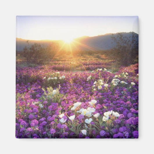 アメリカ、カリフォルニア、アンザ・ボレゴ砂漠州公園。2 マグネット (正面)