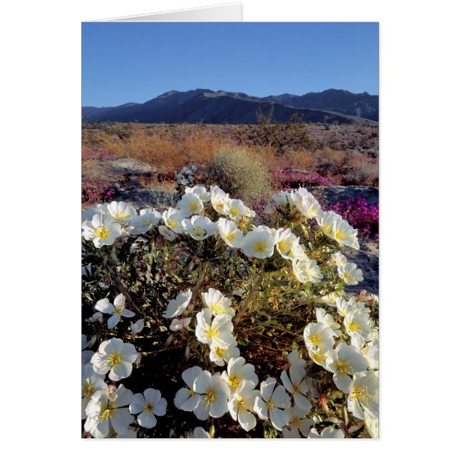 アメリカ、カリフォルニア、アンザ·ボレゴDSPデューン夕べ2 (正面)