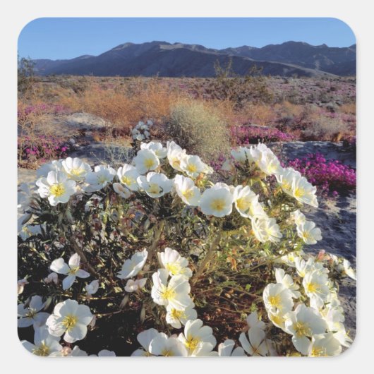 アメリカ、カリフォルニア、アンザ・ボレゴDSP。デューン夕べ2 スクエアシール (正面)