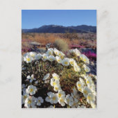 アメリカ、カリフォルニア、アンザ・ボレゴDSP。デューン夕べ2 ポストカード (正面)