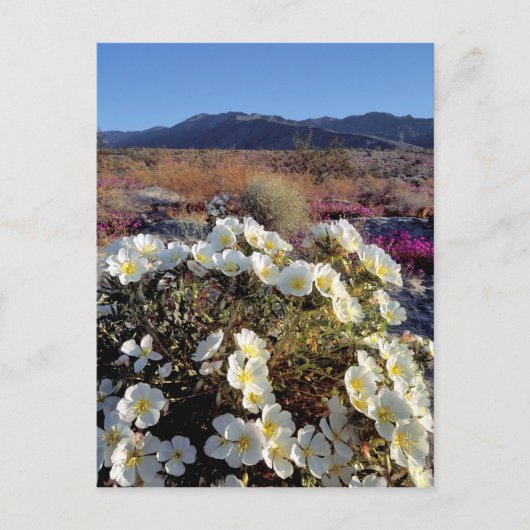 アメリカ、カリフォルニア、アンザ・ボレゴDSP。デューン夕べ2 ポストカード (正面)