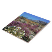 アメリカ、カリフォルニア、アンザ・ボレゴDSP。デューン夕べ タイル (側面)