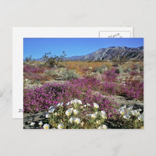 アメリカ、カリフォルニア、アンザ・ボレゴDSP。デューン夕べ ポストカード (正面/裏面)