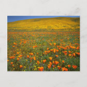 アメリカ、カリフォルニア、アンテロープバレーカリフォルニア ポストカード (正面)