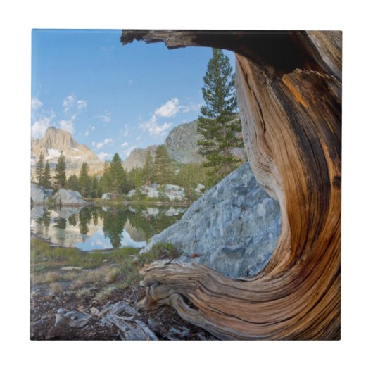 アメリカ、カリフォルニア、イニョ国有林古い松 タイル (正面)