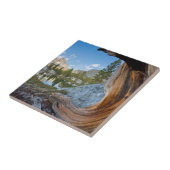 アメリカ、カリフォルニア、イニョ国有林古い松 タイル (側面)