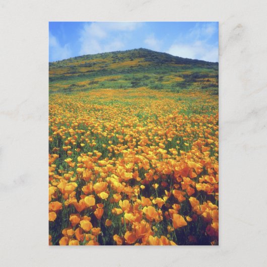 アメリカ、カリフォルニア、エルシノーレ湖。カリフォルニア州 ポストカード (正面)