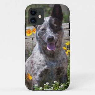 アメリカ、カリフォルニア。クイーンズランド・ヒーラー 座る 2 iPhone 11 ケース