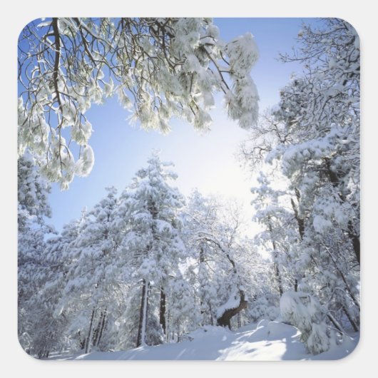 アメリカ、カリフォルニア、クリーブランド国有林 スクエアシール (正面)