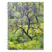 アメリカ、カリフォルニア、サンディエゴ。焼けた樫の林 ノートブック (正面)