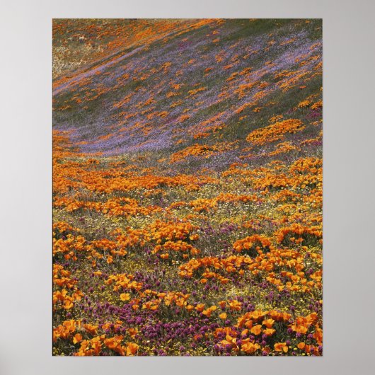 アメリカ,カリフォルニア,テハチャピ山脈, 2 ポスター (正面)