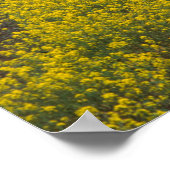 アメリカ、カリフォルニア、ナパバレー、ロス・カーネロス・アヴァ。 ポスター (角)