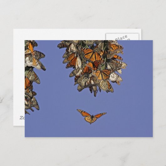 アメリカ、カリフォルニア、ピスモビーチ。(昆虫)オオカバマダラ、モナーク ポストカード (正面/裏面)