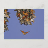 アメリカ、カリフォルニア、ピスモビーチ。(昆虫)オオカバマダラ、モナーク ポストカード (正面)