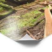 アメリカ、カリフォルニア、マリン郡、ミュアウッズ フォトプリント (角)