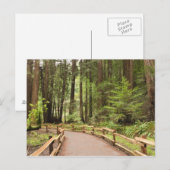 アメリカ、カリフォルニア、マリン郡、ミュアウッズ ポストカード (正面/裏面)