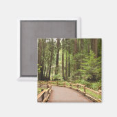 アメリカ、カリフォルニア、マリン郡、ミュアウッズ マグネット (正面/裏面)