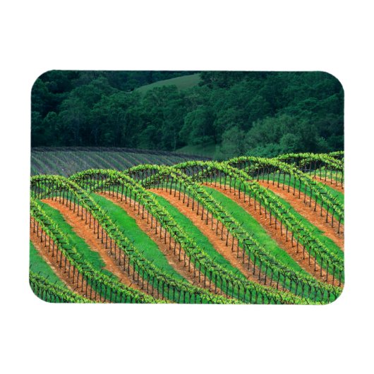 アメリカ、カリフォルニア、メンドシーノ郡、トレライズド マグネット (横)