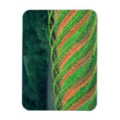 アメリカ、カリフォルニア、メンドシーノ郡、トレライズド マグネット (縦)