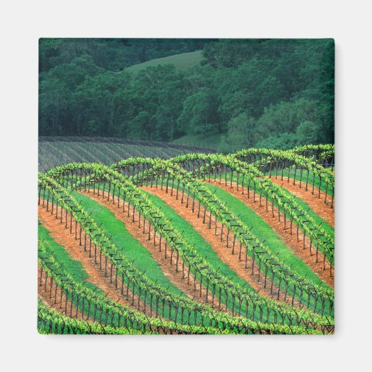 アメリカ、カリフォルニア、メンドシーノ郡、トレライズド マグネット (正面)