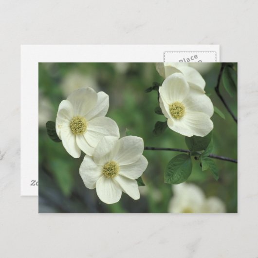 アメリカ、カリフォルニア、ヨセミテNP、メルセド沿い ポストカード (正面/裏面)