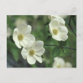 アメリカ、カリフォルニア、ヨセミテNP、メルセド沿い ポストカード (正面)