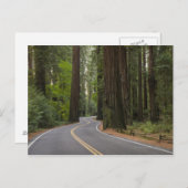 アメリカ、カリフォルニア、レッドウッドの森を通る道路 ポストカード (正面/裏面)