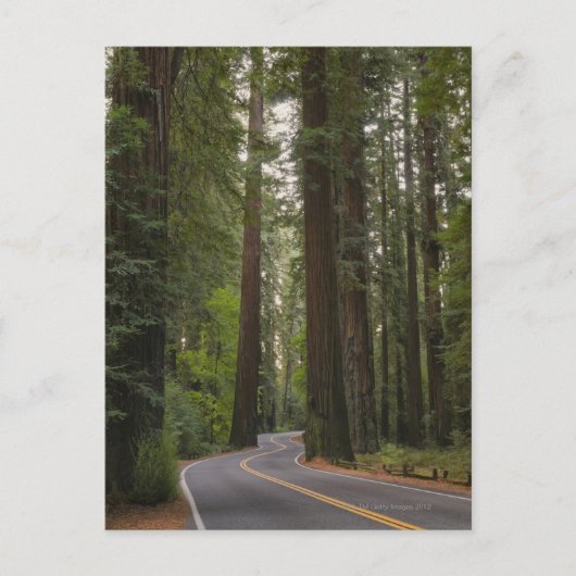 アメリカ、カリフォルニア、レッドウッドの森を通る道2 ポストカード (正面)