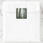 アメリカ、カリフォルニア、レッドウッド国立公園、 スクエアシール (バッグ)