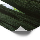 アメリカ、カリフォルニア、レッドウッド国立公園、 ポスター (角)