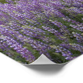 アメリカ、カリフォルニア、レッドウッド国立公園。汚れ ポスター (角)