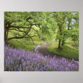 アメリカ、カリフォルニア、レッドウッド国立公園。汚れ ポスター (正面)