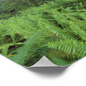 アメリカ、カリフォルニア、レッドウッドNP。シダと ポスター (角)