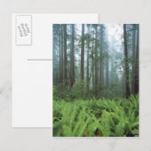 アメリカ、カリフォルニア、レッドウッドNP.シダと ポストカード (正面/裏面)