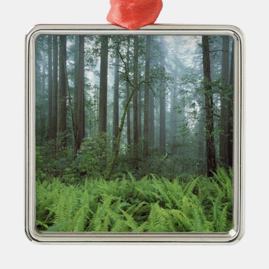 アメリカ、カリフォルニア、レッドウッドNP.シダと メタルオーナメント (正面)