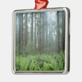 アメリカ、カリフォルニア、レッドウッドNP.シダと メタルオーナメント (左)