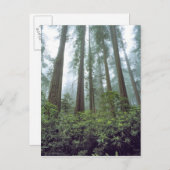 アメリカ、カリフォルニア、レッドウッドNP。霧がフィルタをかける ポストカード (正面/裏面)