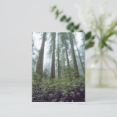 アメリカ、カリフォルニア、レッドウッドNP。霧がフィルタをかける ポストカード (スタンド正面)