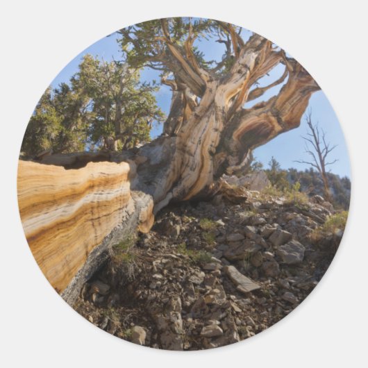 アメリカ、カリフォルニア、稲葉国有林12 ラウンドシール (正面)