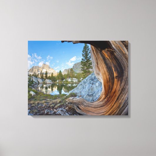 アメリカ、カリフォルニア、稲葉国有林。オールドパイン キャンバスプリント (正面)