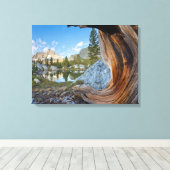 アメリカ、カリフォルニア、稲葉国有林。オールドパイン キャンバスプリント (インサイチュ (ウッドフロア))