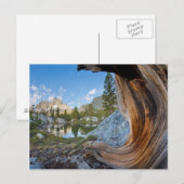 アメリカ、カリフォルニア、稲葉国有林。オールドパイン ポストカード (正面/裏面)