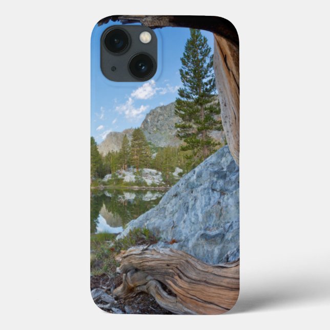 アメリカ、カリフォルニア、稲葉国有林。オールドパイン Case-Mate iPhoneケース (Back)