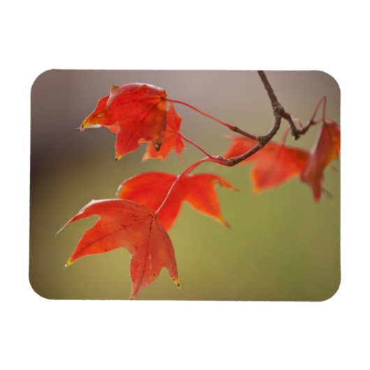 アメリカ、カンザス州、秋の紅葉 マグネット (横)