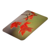 アメリカ、カンザス州、秋の紅葉 マグネット (左側)