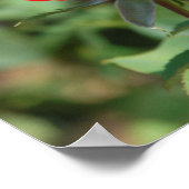 アメリカ、カンザス、レッドローズ ポスター (角)