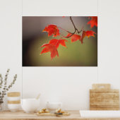 アメリカ、カンザス、葉レッド秋 ポスター (キッチン)