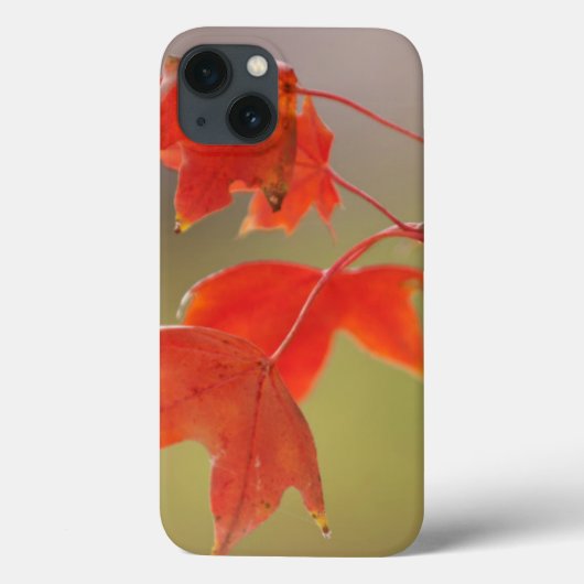 アメリカ、カンザス、葉レッド秋 Case-Mate iPhoneケース (裏面)